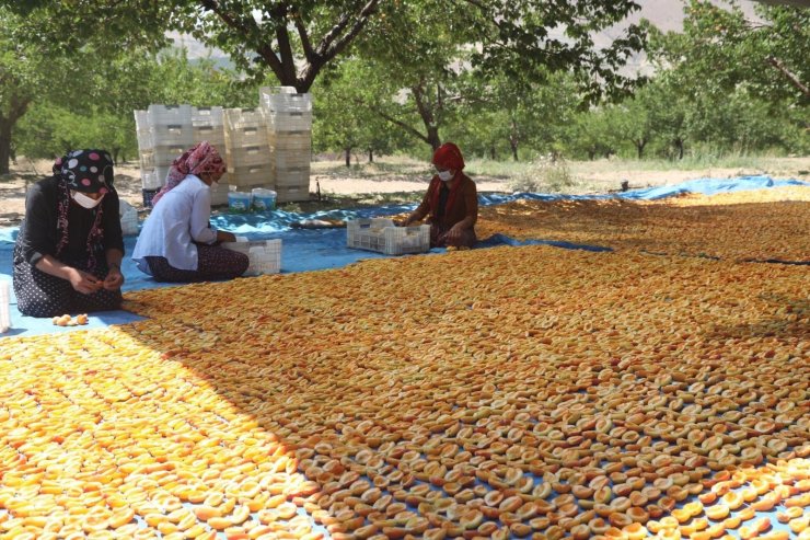 Sivas kayısı üretiminde 10’uncu sırada