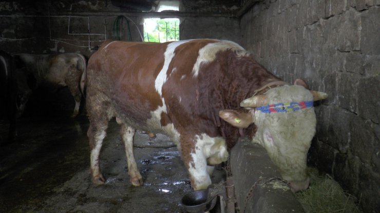 Bir tonluk ‘Şampiyon’ kurban için görücüye çıktı