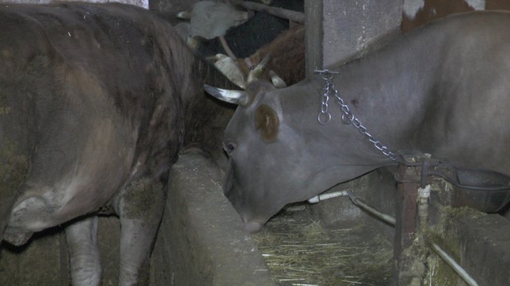 Bir tonluk ‘Şampiyon’ kurban için görücüye çıktı