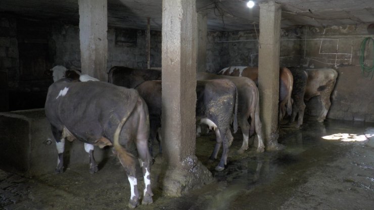 Bir tonluk ‘Şampiyon’ kurban için görücüye çıktı