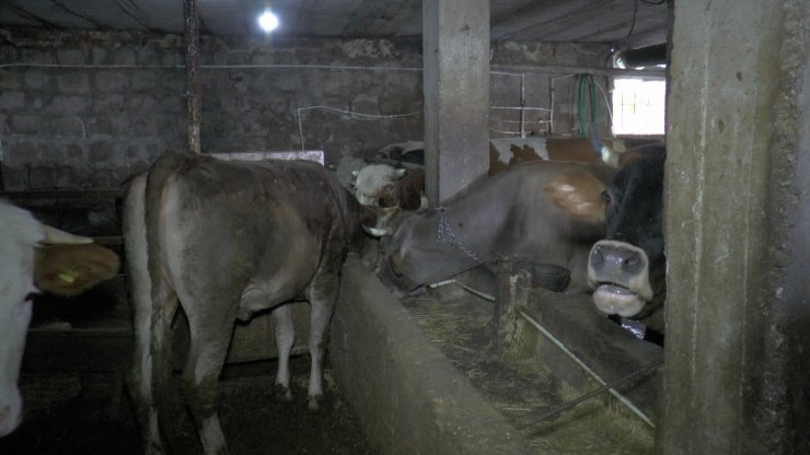 Bir tonluk ‘Şampiyon’ kurban için görücüye çıktı