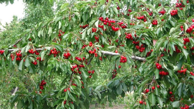 Lezzetiyle öne çıkan ’Eldivan Kirazı’nın hasadı başladı