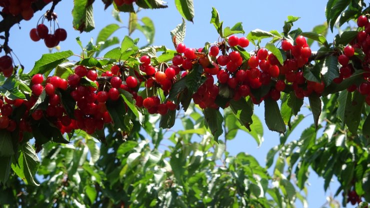 Lezzetiyle öne çıkan ’Eldivan Kirazı’nın hasadı başladı