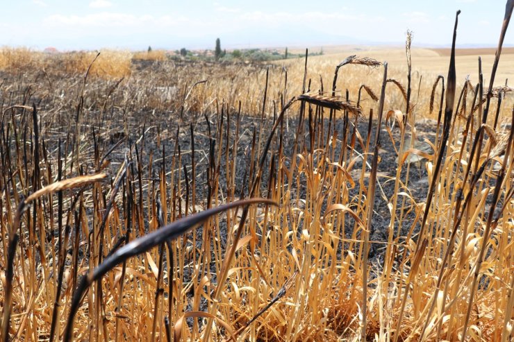 Aksaray’da hasada günler kala 250 dekarlık arpa tarlası kül oldu