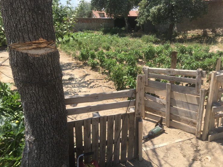 Kuru ağacı taşlama makinesiyle budarken boğazını kesti