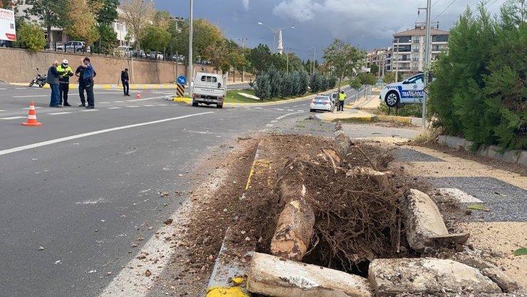 Kontrolden çıkan kamyonet ağaca çarptı: 1 yaralı