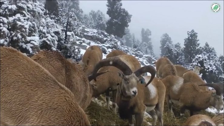 Anadolu yaban koyunlarının görüntüleri yemleme alanındaki fotokapana yansıdı