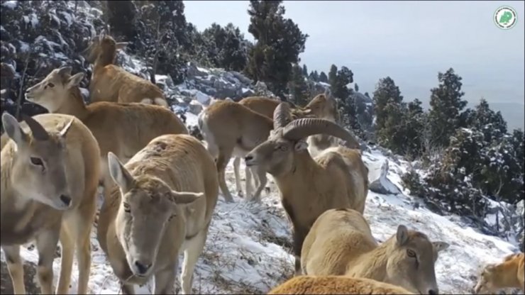 Anadolu yaban koyunlarının görüntüleri yemleme alanındaki fotokapana yansıdı