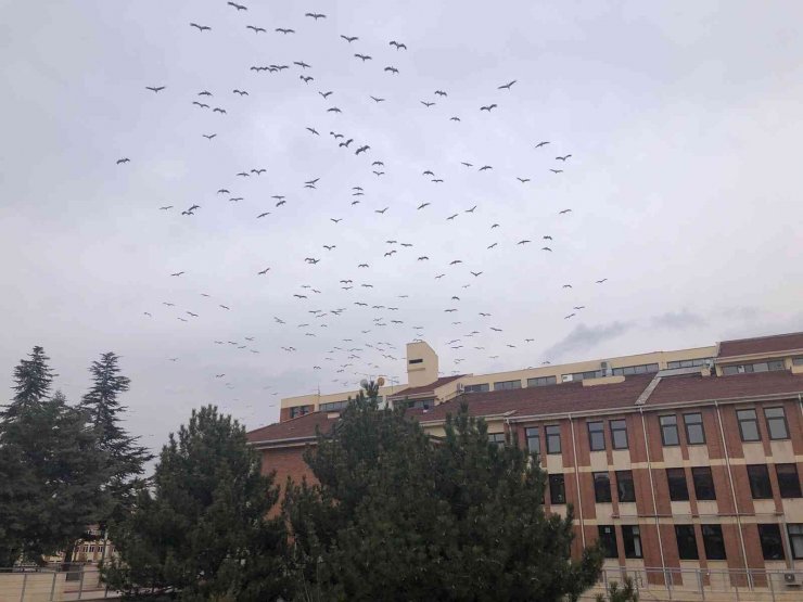 İlkbaharın müjdecileri Eskişehir semalarına ulaştı