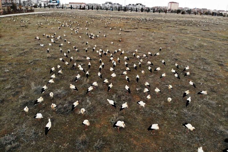 Göç yolunda Konya’ya zorunlu iniş yapan leyleklerin molaları sürüyor