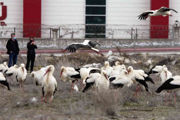 Göç yolunda Konya’ya zorunlu iniş yapan leyleklerin molaları sürüyor