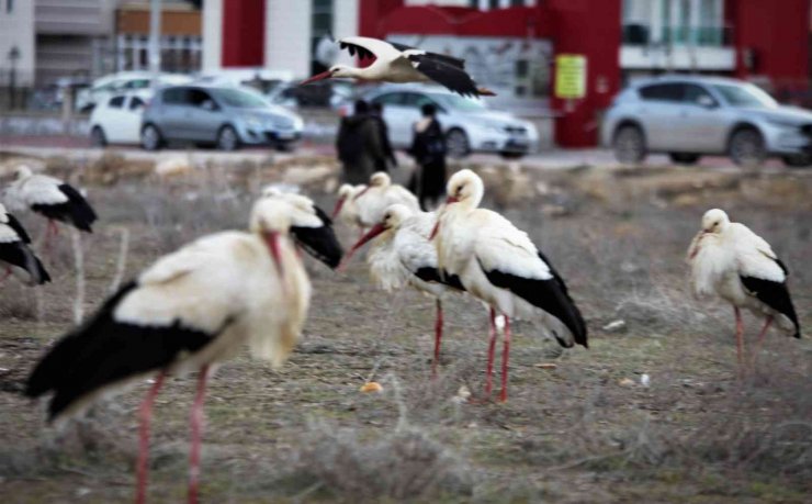 Göç yolunda Konya’ya zorunlu iniş yapan leyleklerin molaları sürüyor