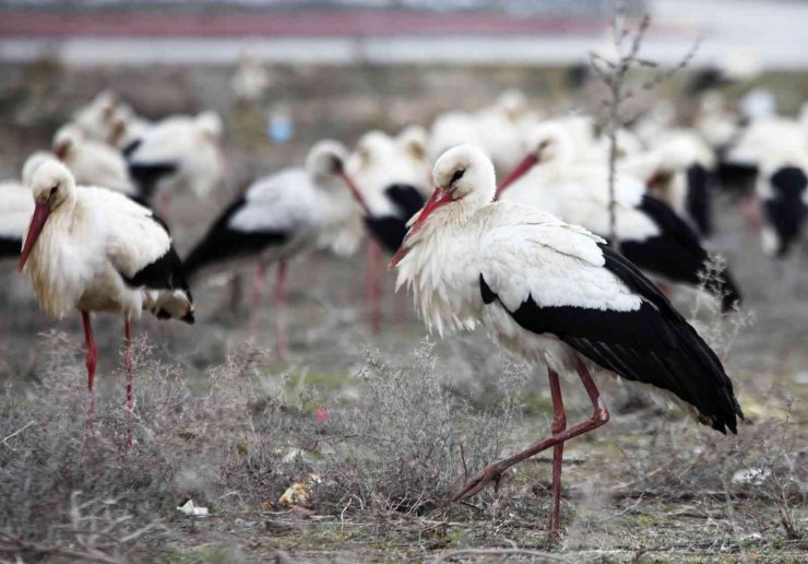 Göç yolunda Konya’ya zorunlu iniş yapan leyleklerin molaları sürüyor