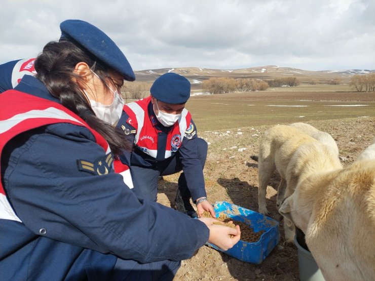 Jandarma sokak hayvanlarını yalnız bırakmıyor