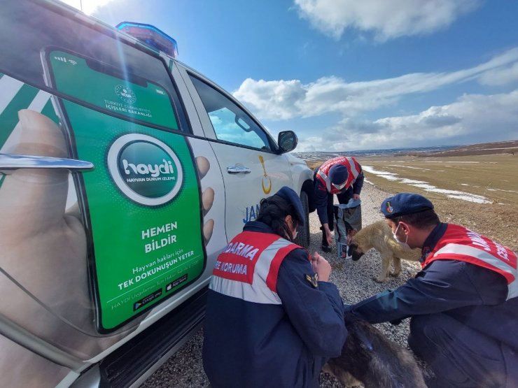 Jandarma sokak hayvanlarını yalnız bırakmıyor