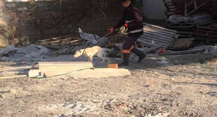 Konya’da başıboş pitbull cinsi köpek yakalanarak barınağına götürüldü