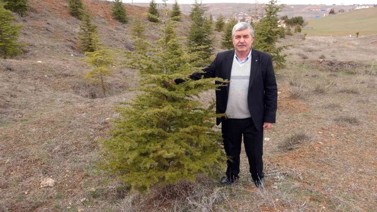 Bozkırı yeşillendiren ‘Oksijen Adam’ 300 bin fidanı toprakla buluşturdu