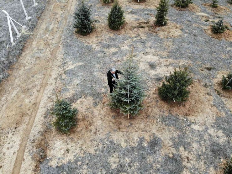 Bozkırı yeşillendiren ‘Oksijen Adam’ 300 bin fidanı toprakla buluşturdu