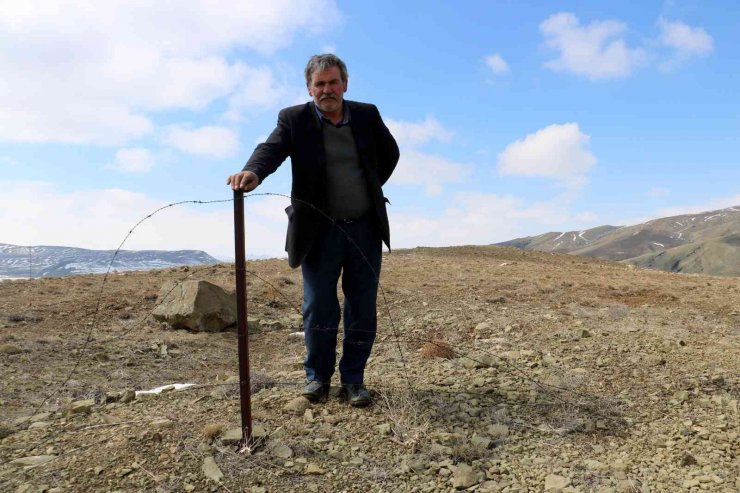 Büyük umutlarla oluşturulmak istenen orman, keçilere yem oldu