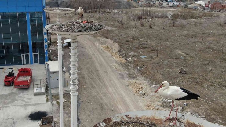 Baharın habercisi leylekler Leylek Oteli’ne ulaştı