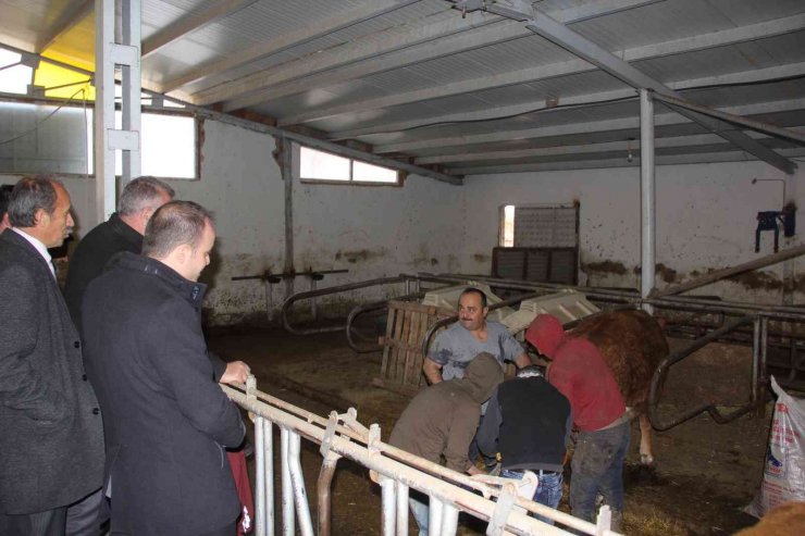 Projenin ilk buzağıları dünyaya geldi, kaymakam doğuma şahit oldu