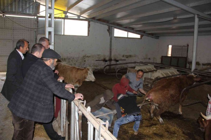 Projenin ilk buzağıları dünyaya geldi, kaymakam doğuma şahit oldu