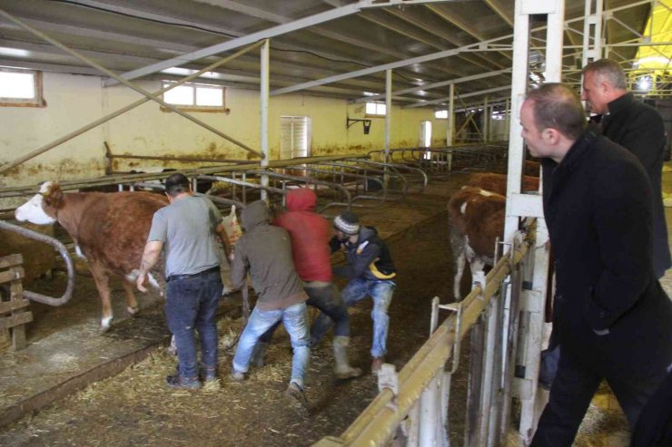 Projenin ilk buzağıları dünyaya geldi, kaymakam doğuma şahit oldu