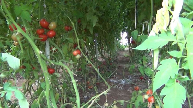 Protokol imzalandı, çiftçilerin ekonomisine can katacak: 10 ülkeye ihracat edilecek