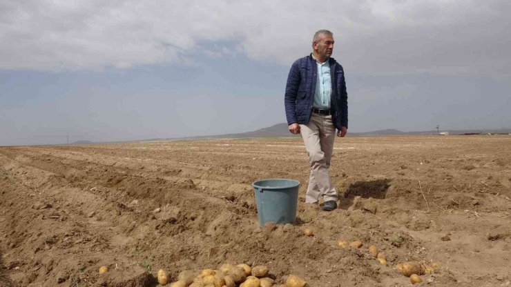 Yazlık Patates ekimi başladı