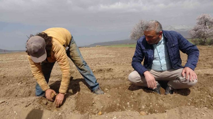 Yazlık Patates ekimi başladı