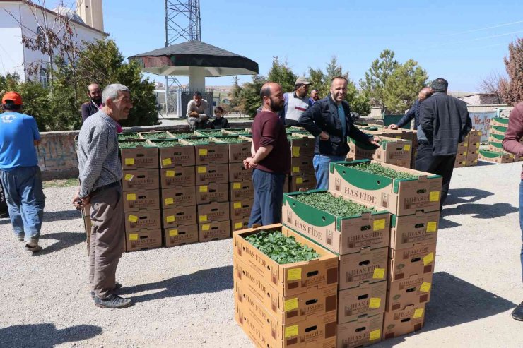 Aksaray’da üreticilere 1 milyon fide dağıtıldı