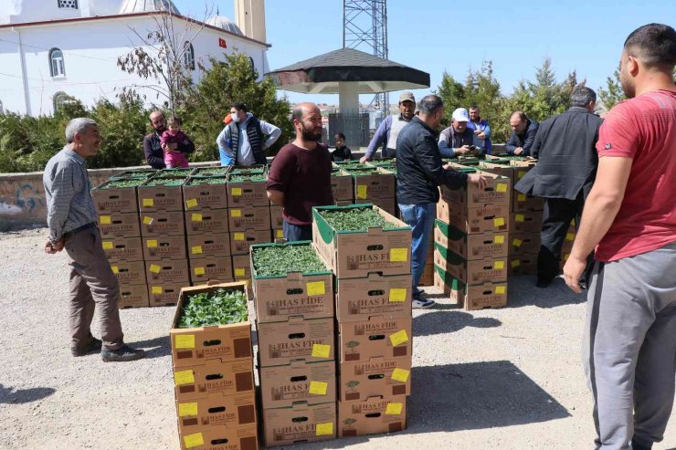 Aksaray’da üreticilere 1 milyon fide dağıtıldı