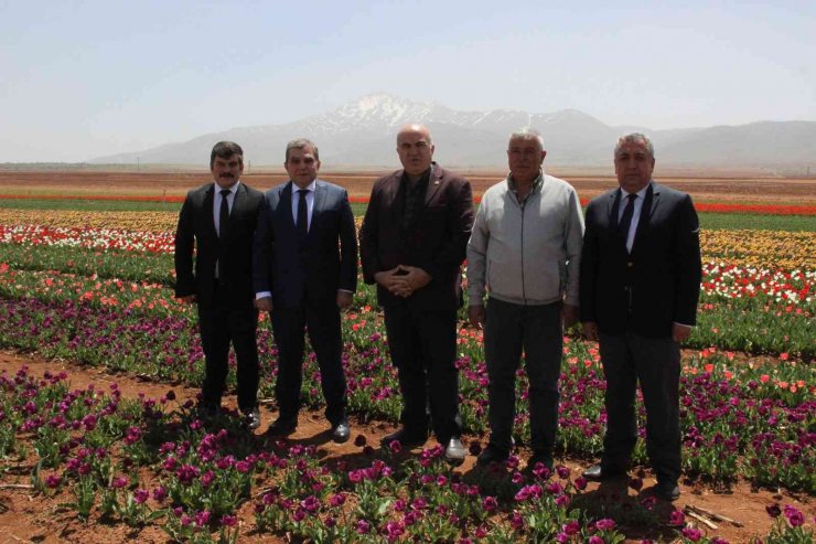 Açan laleler tarlayı renk cümbüşüne çevirdi