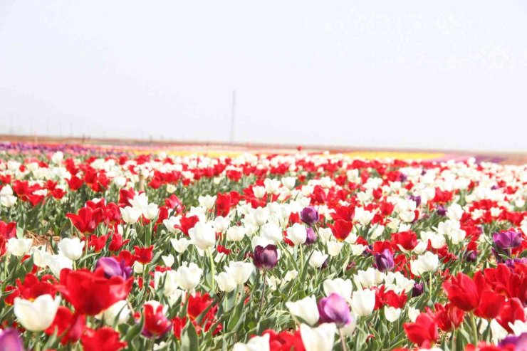 Açan laleler tarlayı renk cümbüşüne çevirdi