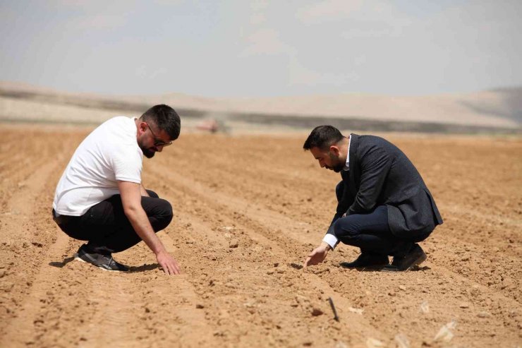 Konya Ovasında ayçiçeği ve pancarda yüksek rekolte umudu