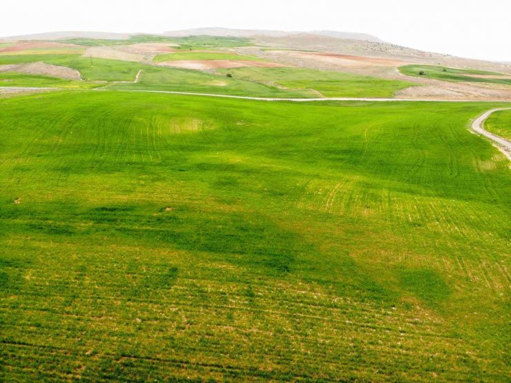 Konya Ovasında çiftçilerin gözü son yağışlarda