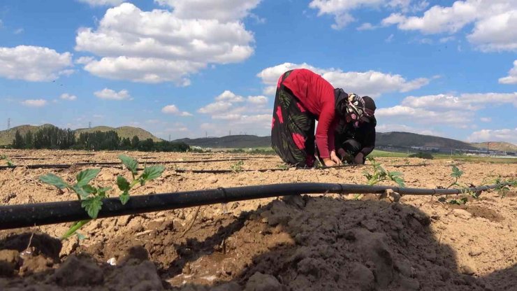 Çiftçilere ücretsiz dağıtıldı, 7 ülkeye ihraç edilecek