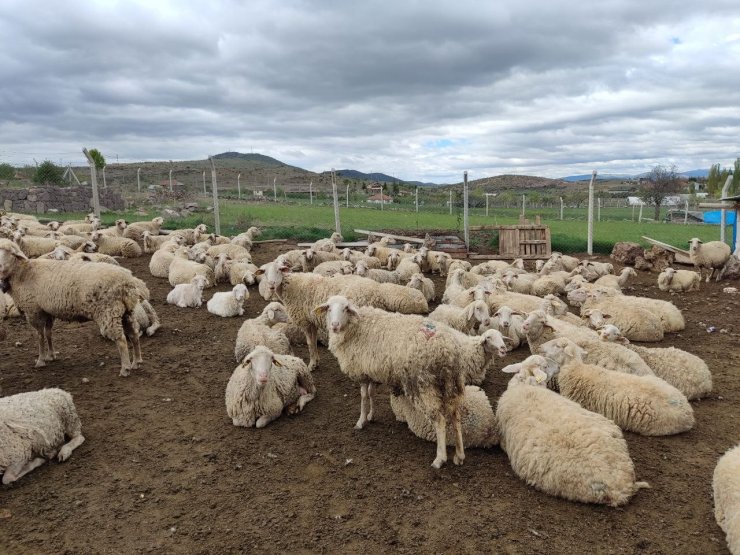 Yaklaşan Kurban Bayramı öncesi kurbanlık fiyatları konuşulmaya başladı