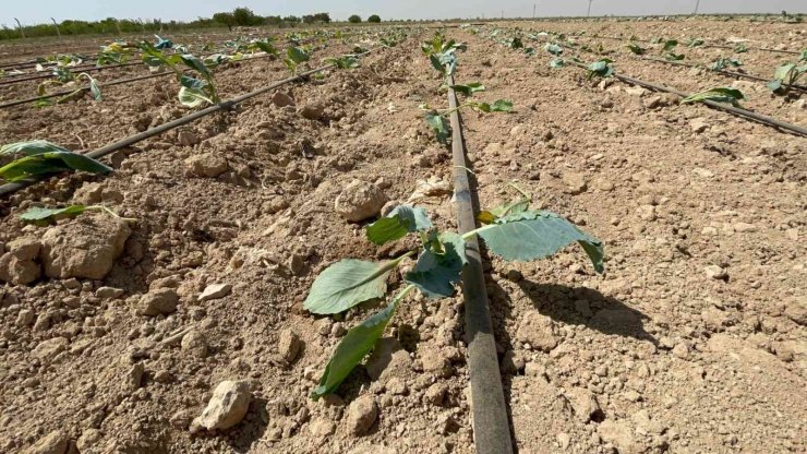 Niğde’de beyaz lahana dikimi başladı