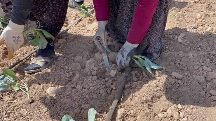 Niğde’de beyaz lahana dikimi başladı