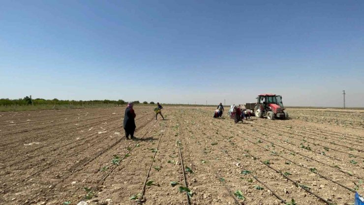 Niğde’de beyaz lahana dikimi başladı