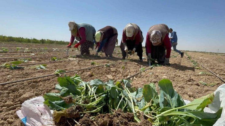 Niğde’de beyaz lahana dikimi başladı