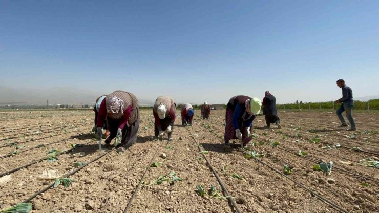 Niğde’de beyaz lahana dikimi başladı