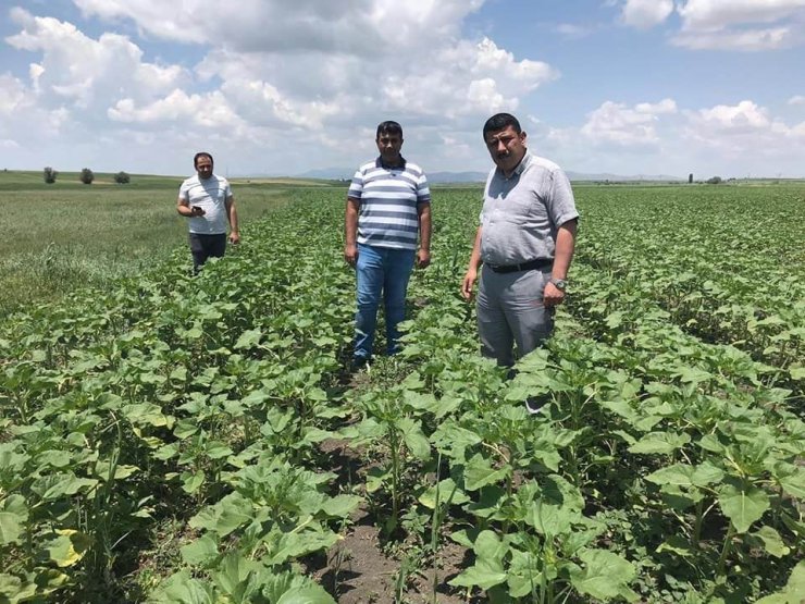 Beyşehir’de ayçiçeği ve nohut ekili alanlarda inceleme