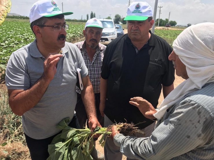 Aksaray’ın tarım arazilerinde inceleme