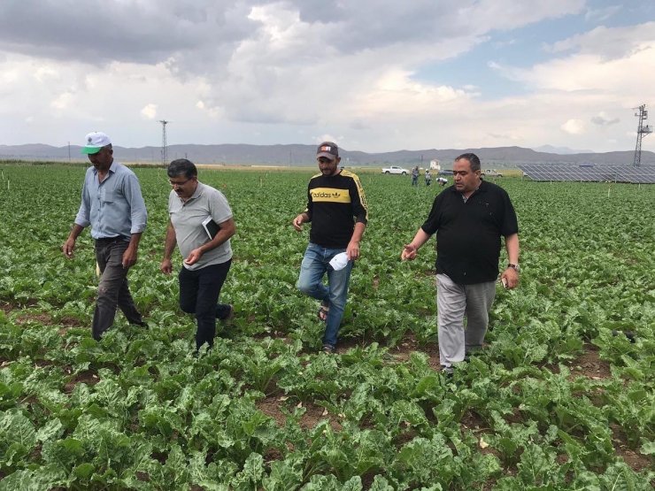 Aksaray’ın tarım arazilerinde inceleme