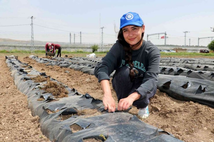 Yetişmez denen Sivas’ta 4 mevsim çilek yetiştirmeyi başardılar