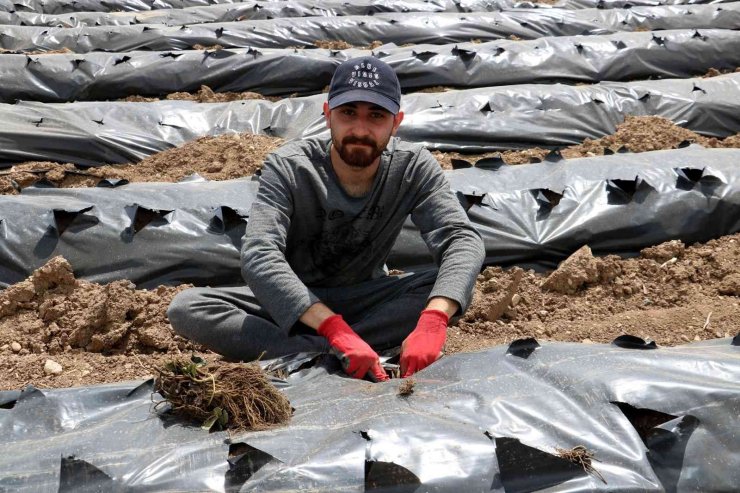 Yetişmez denen Sivas’ta 4 mevsim çilek yetiştirmeyi başardılar