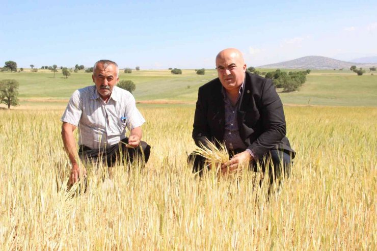 İlkbahar yağışlarının azlığı kıraç arazilerdeki buğday ve arpayı kuruttu