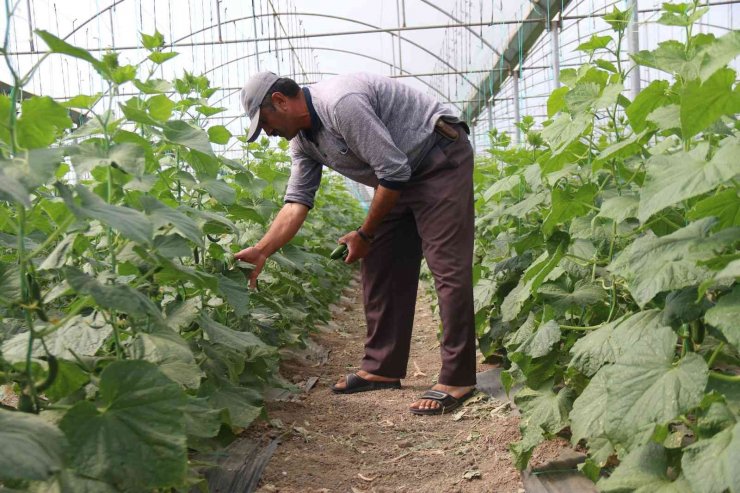 Hasadı başlayan salatalıkta fiyat ters yönde